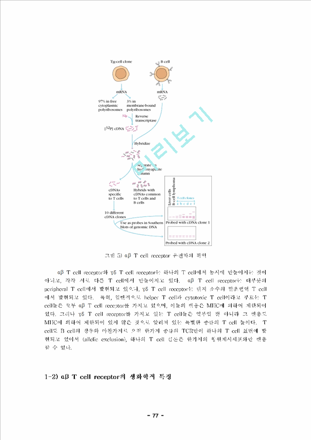 내용정리] 면역학 제 6장 T 림프구 면역학 (T Cell Immunology)자연과학레포트